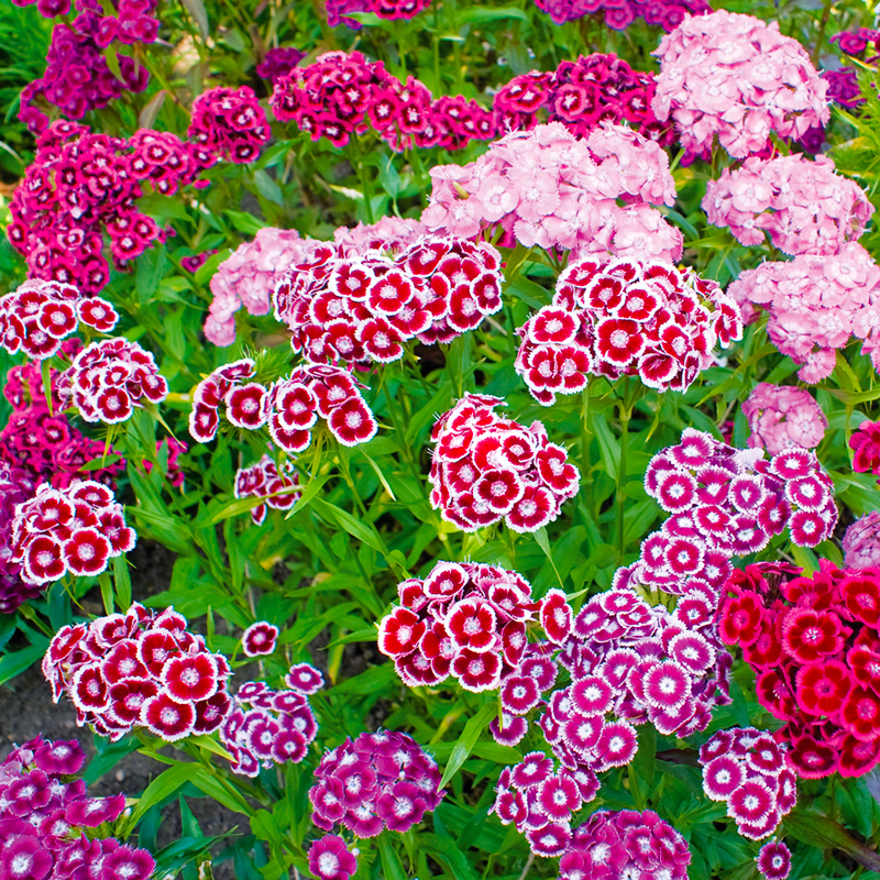 Œillet de poête Holborn Glory