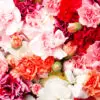 Œillet des fleuristes varié