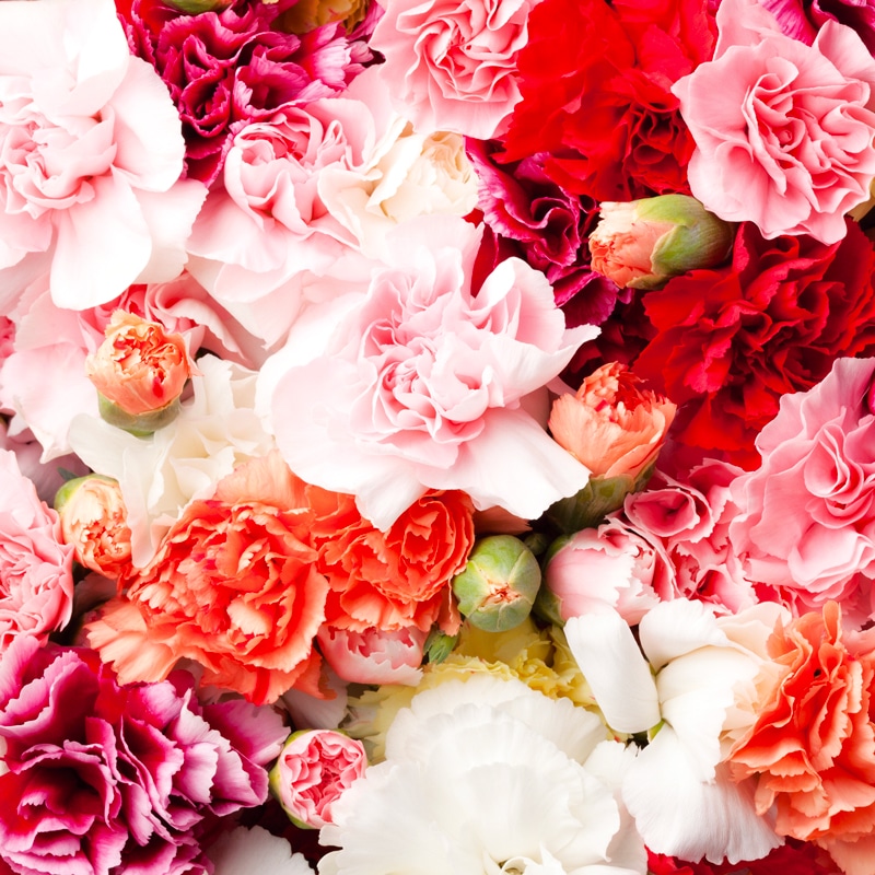 Les 5 plus beaux oeillets rouges - Promesse de Fleurs