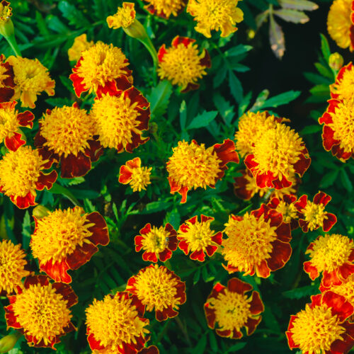 Œillet d'inde nain double Orange Flame