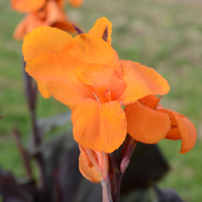 Canna Liberté à Feuillage Pourpre