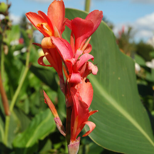 Canna géant Eden