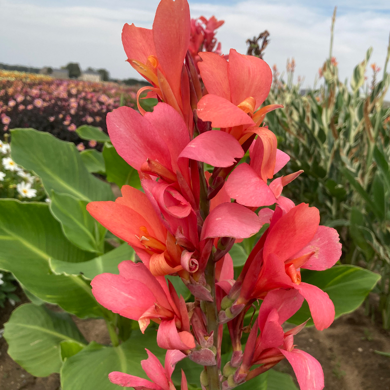 Canna Géant Eden à Feuillage Vert
