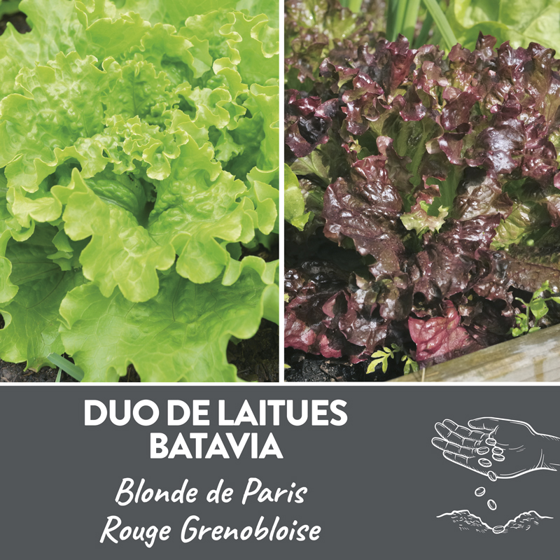 Duo de laitues batavia présemé bio