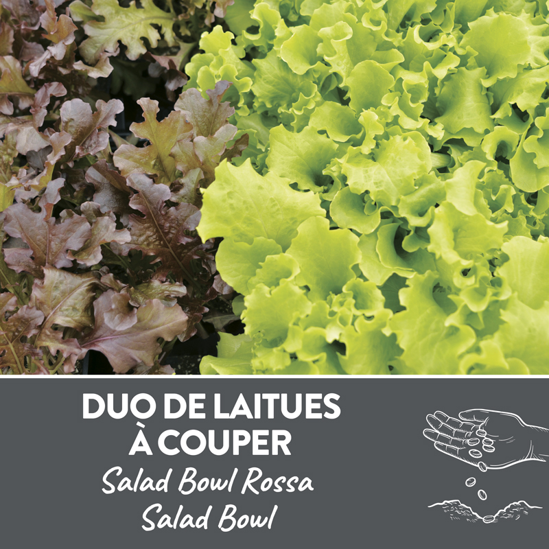 Duo de laitues à couper présemé bio