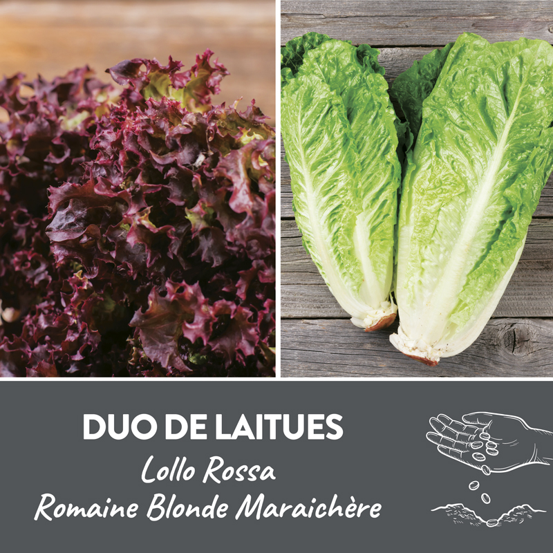 Duo de laitues présemé bio
