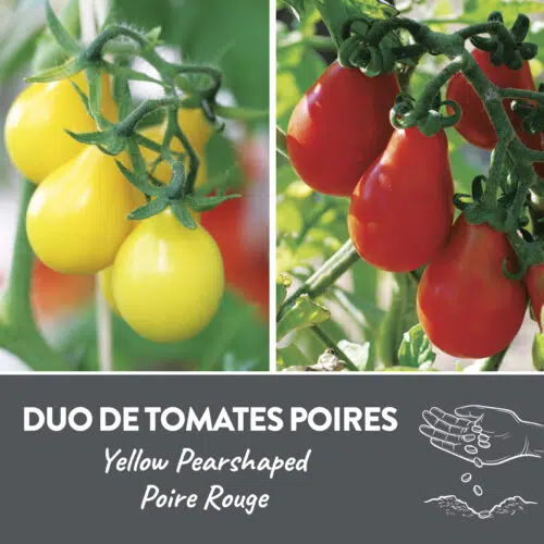 Duo de tomates poires présemé bio