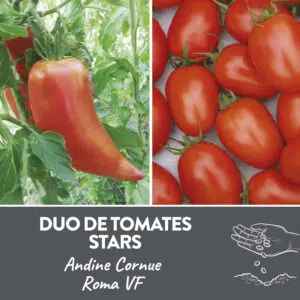 Duo de tomates stars présemé bio