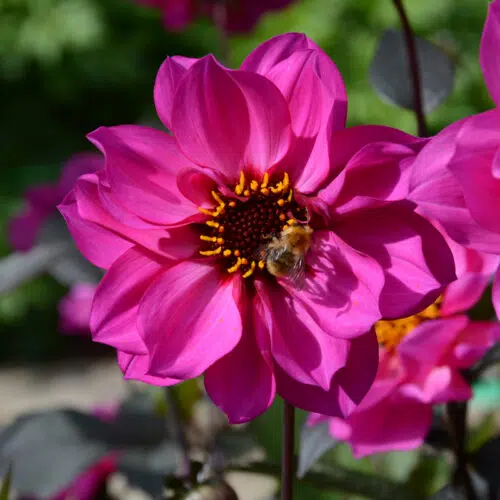 Dahlia Nain Simple Nirvana
