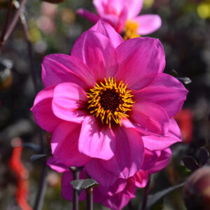Dahlia Nain Simple Nirvana