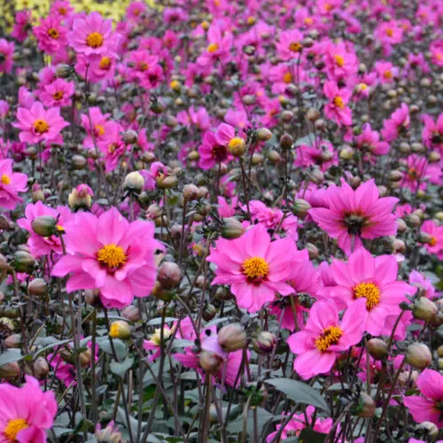 Dahlia Nain Simple Nirvana