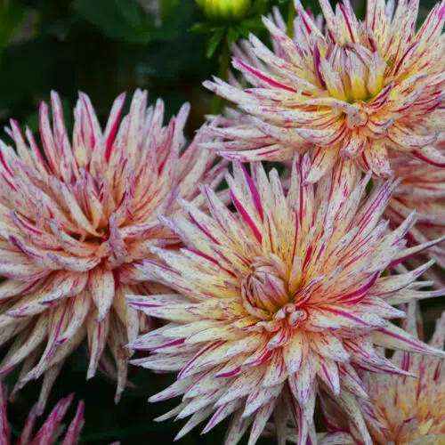 Dahlia Cactus Marathon Man