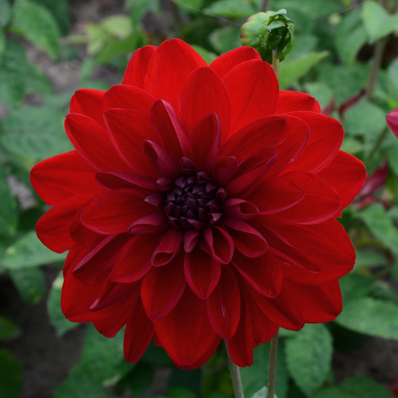 Dahlia Décoratif Bacchanal