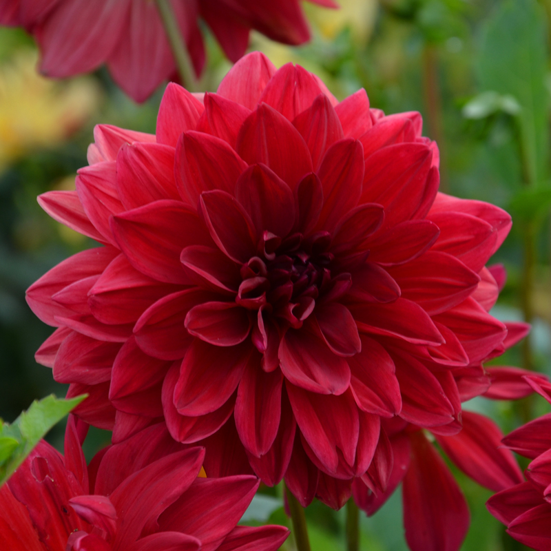 Dahlia Décoratif Bacchanal