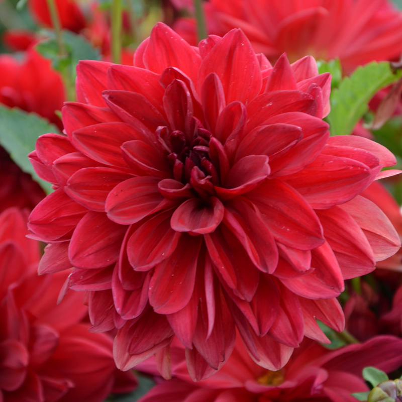 Dahlia Décoratif Bacchanal