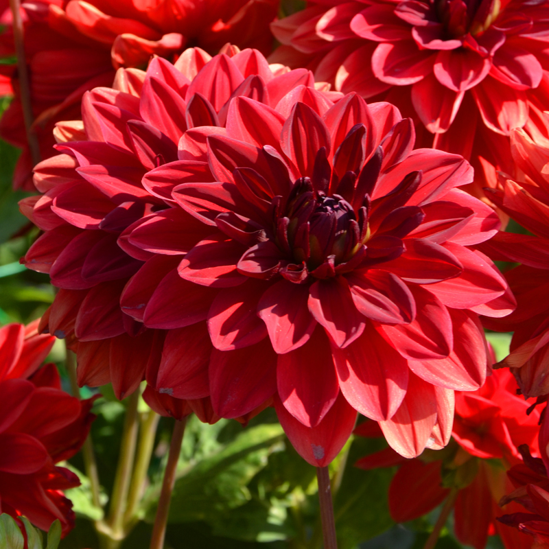 Dahlia Décoratif Bacchanal