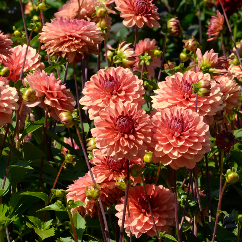 Dahlia Décoratif Château de la Bourdaisière