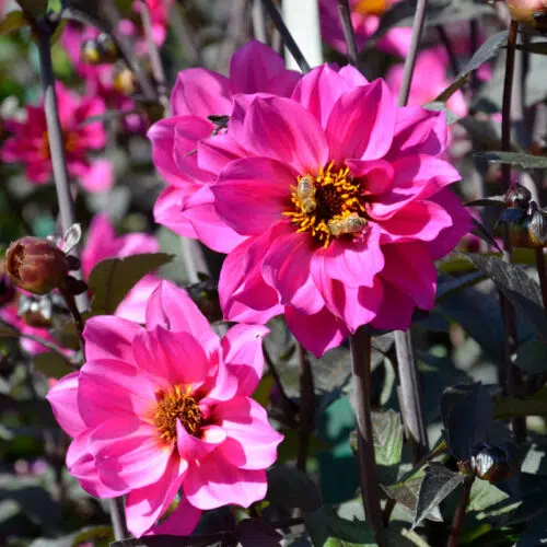 Dahlia Nain Simple Nirvana