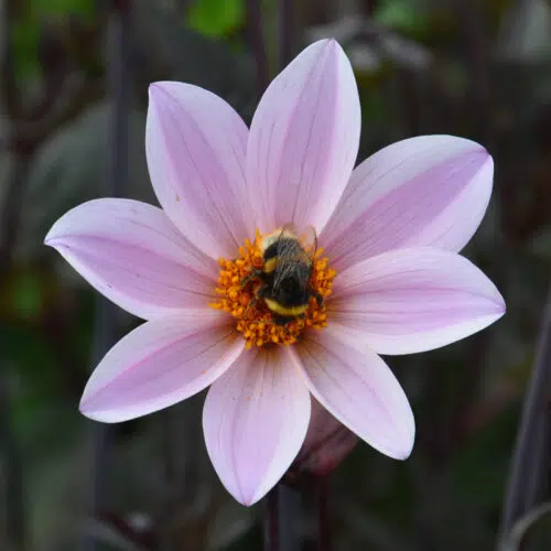 Dahlia Nain Simple L'Angevine
