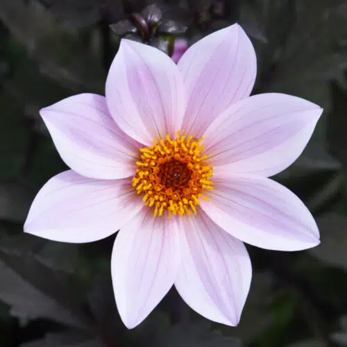 Dahlia Nain Simple L'Angevine