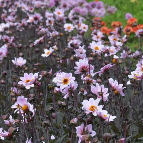 Dahlia Nain Simple L'Angevine