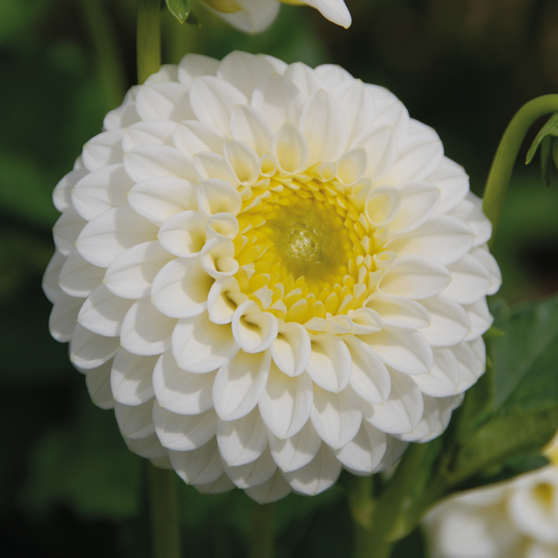 Dahlia Pompon Orage Blanc