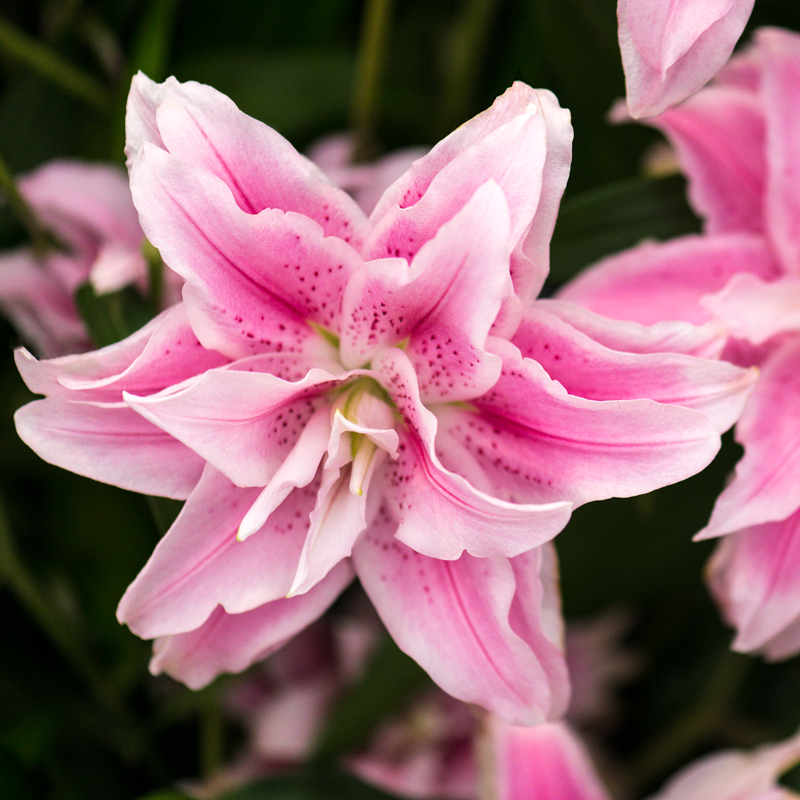 Lis Oriental Sweet Rosy