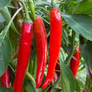 Piment Doux Très Long des Landes