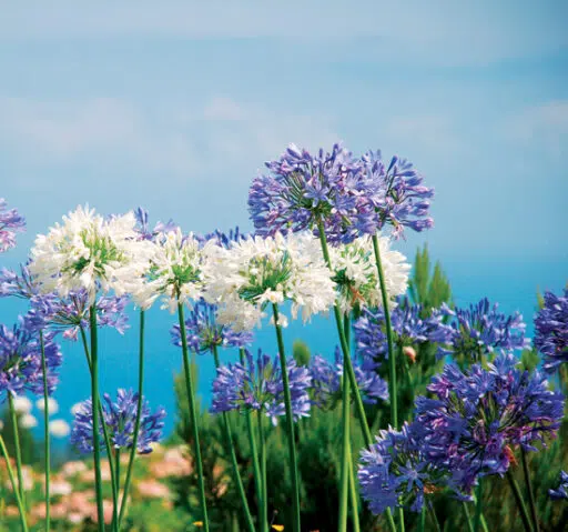 Bulbes : planter et cultiver les plantes à bulbe, saison après saison