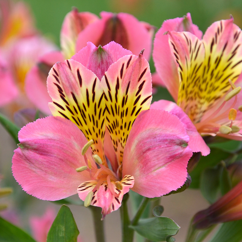 Alstrœmère Flirt