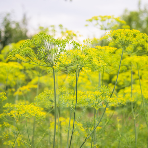 Aneth officinale
