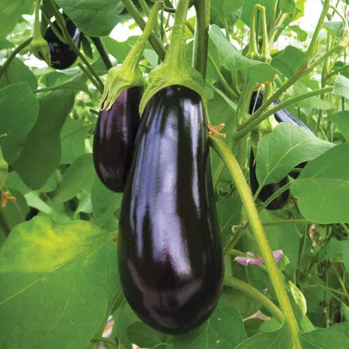 Aubergine de Barbentane présemé bio