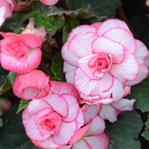Bégonia Double Picotée La Fiancée