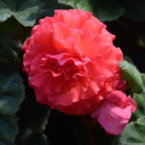 Bégonia Double Rose