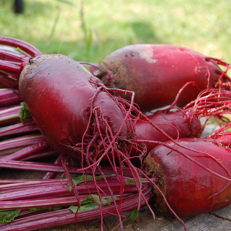 Betterave potagère Crapaudine présemé bio