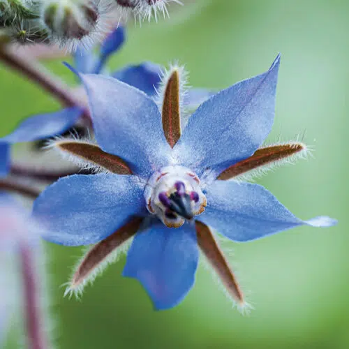 Bourrache Officinale présemé bio