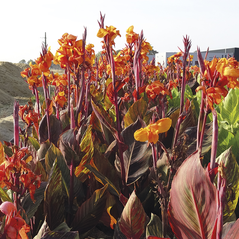 Canna Andaloucia à Feuillage Panaché