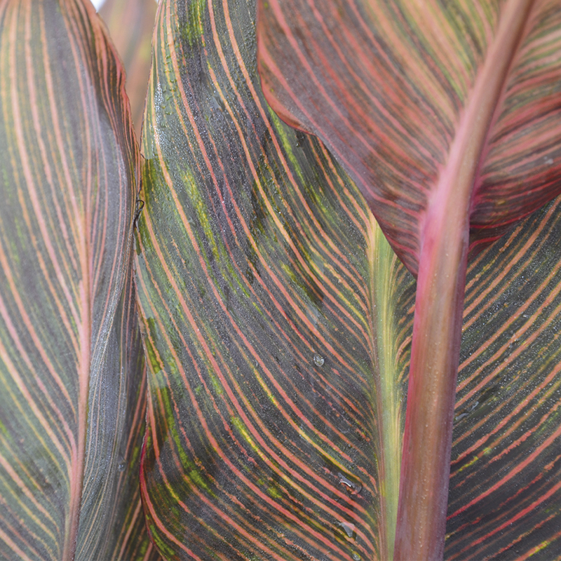 Canna Andaloucia à Feuillage Panaché