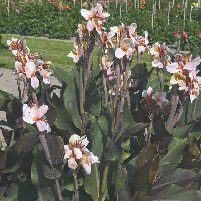 Canna Angèle Martin à Feuillage Pourpre