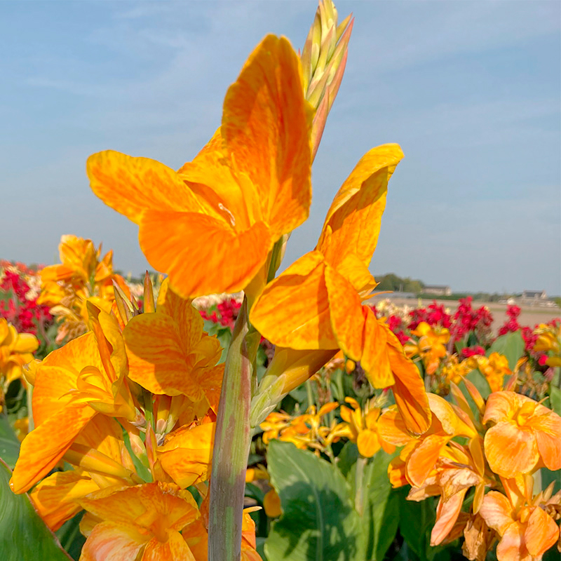 Canna Carnaval à Feuillage Vert