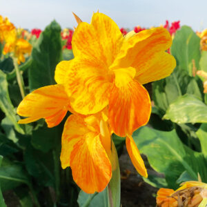 Canna Carnaval à Feuillage Vert