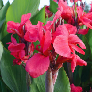Canna Centenaire à Feuillage Vert