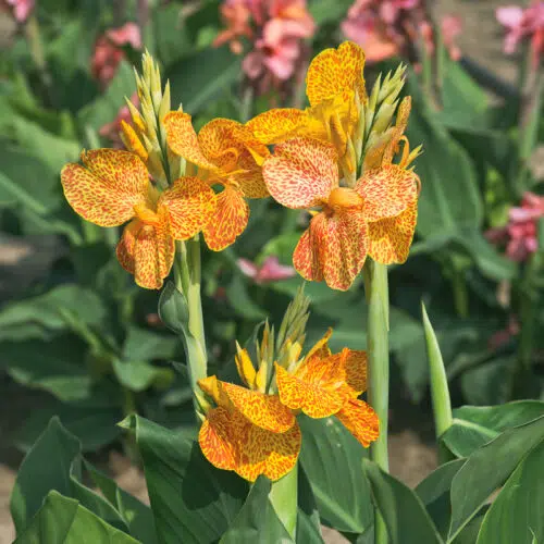 Canna En Avant à Feuillage Vert