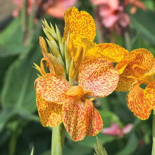 Canna En Avant à Feuillage Vert