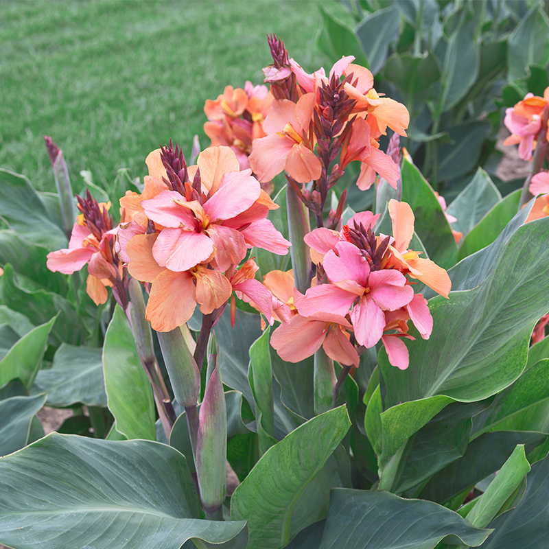 Canna Extase à Feuillage Vert