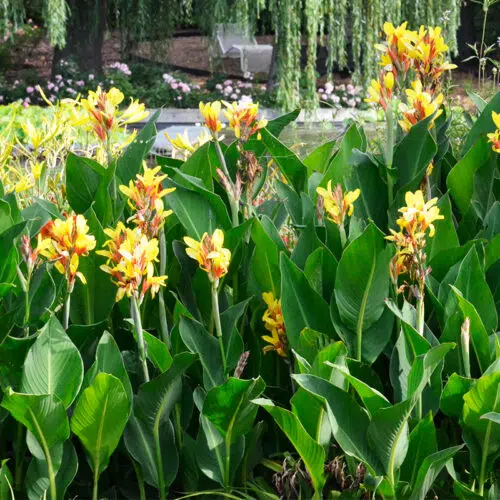 Canna Fiesta à Feuillage Vert