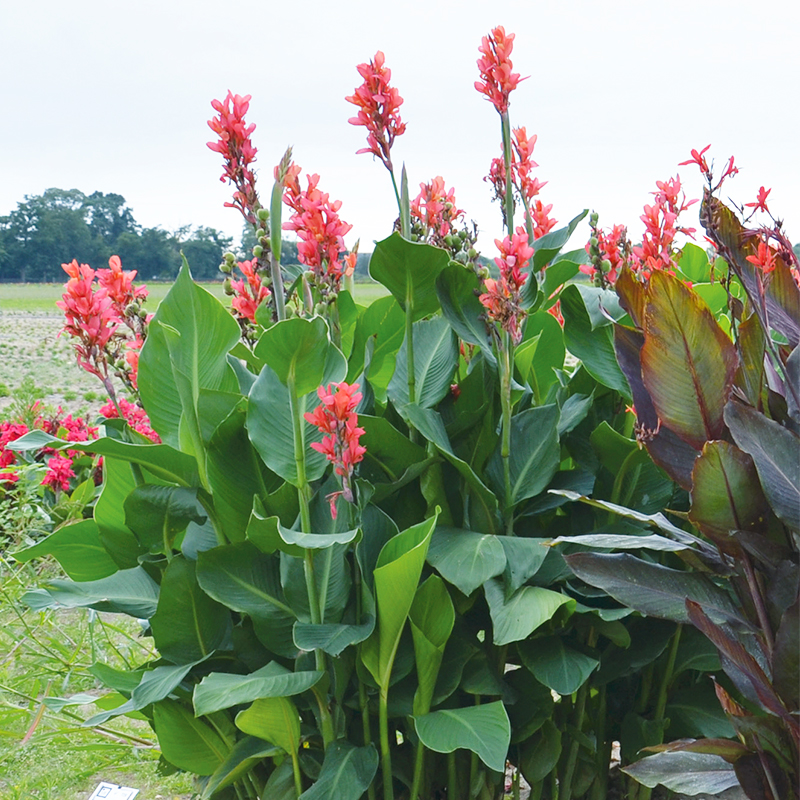 Canna Géant Eden à Feuillage Vert