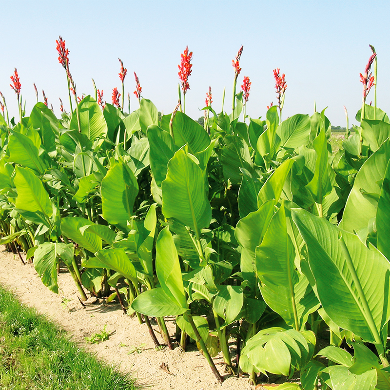 Canna Géant Marabout à Feuillage Vert