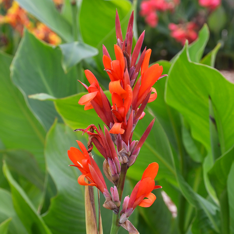 Canna Géant Marabout à Feuillage Vert