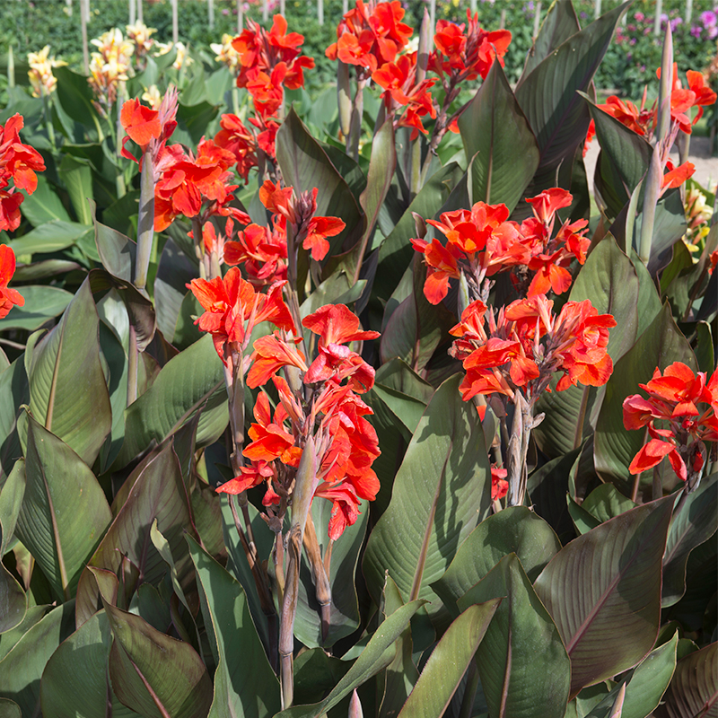 Canna Grandiose à Feuillage Pourpre